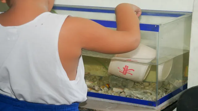 how to maintain goldfish aquarium