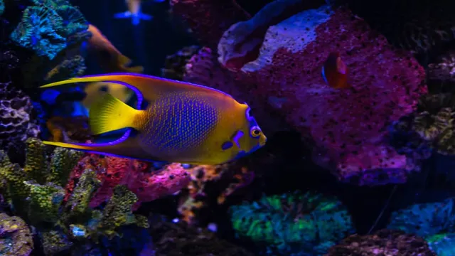 how to maintain good water quality in aquarium
