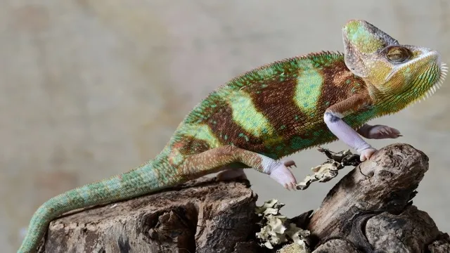 how to maintain humidity and chameleon aquariums