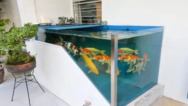 how to maintain koi fish in aquarium