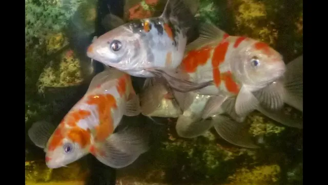 How to Maintain Koi Fish in Aquarium: A Comprehensive Guide for Beginners