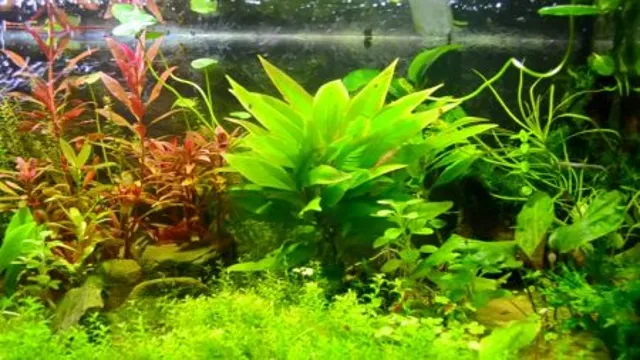 how to maintain live plants in freshwater aquarium