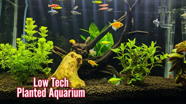 How to Maintain a Planted Aquarium Without CO2: Tips and Tricks