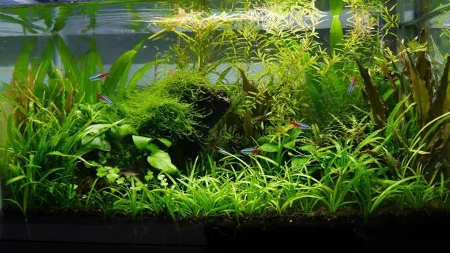 how to maintain plants in aquarium