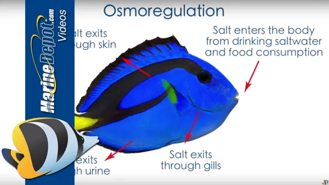 how to maintain salinity in a saltwater aquarium