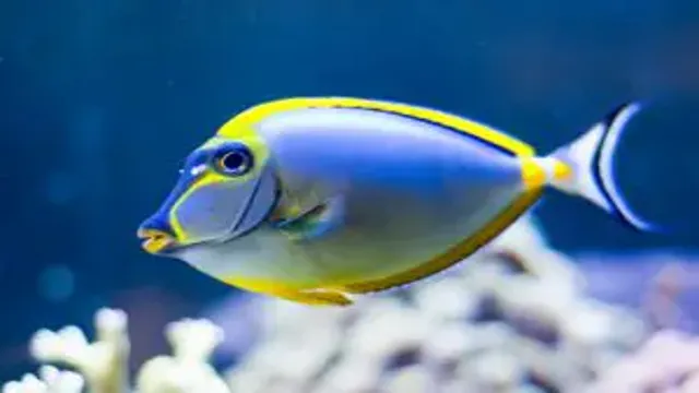 How to Maintain Salinity in a Saltwater Aquarium: Tips and Techniques for Optimal Health