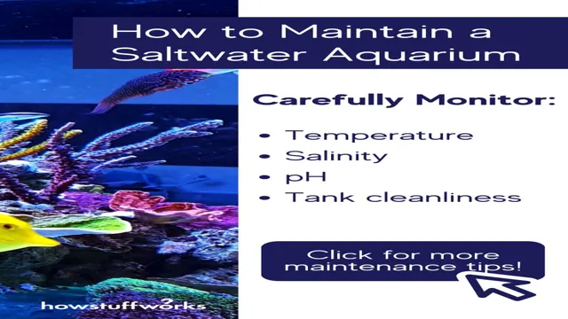 how to maintain saltwater aquarium