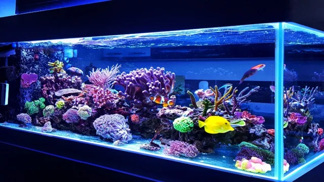 How to Maintain a Saltwater Aquarium: Top Tips for Keeping Your Marine Life Healthy