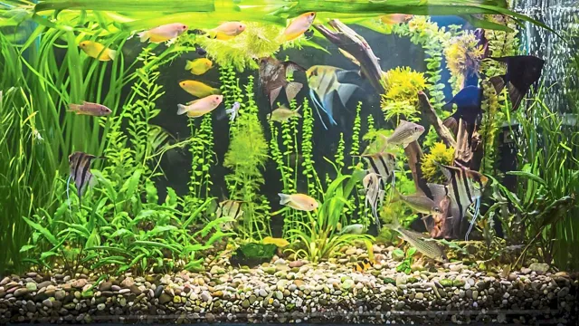 How to Maintain a Small Aquarium at Home: Tips and Tricks for Beginners