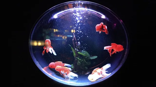 how to maintain small fish aquarium