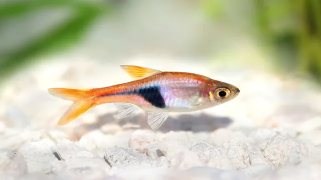 how to maintain small fish aquarium at home
