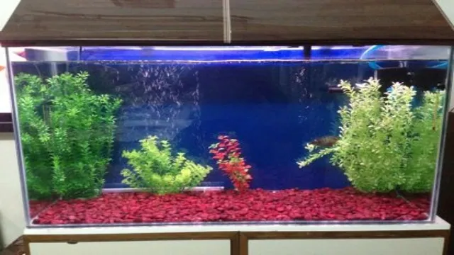 How to Maintain Water Quality in Aquarium with Easy Tips – Essential Guide