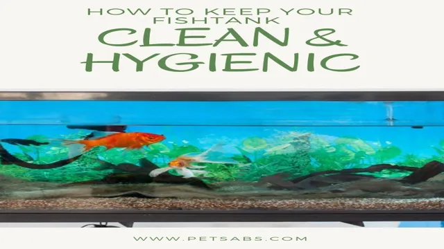 How to Maintain Your Freshwater Aquarium in 6 Easy Steps