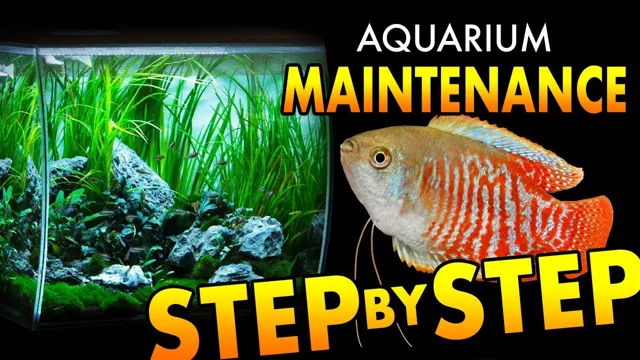 how to maitain an aquarium