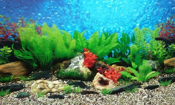 Aquariums lab How to Make a Background Paper for Aquarium:…