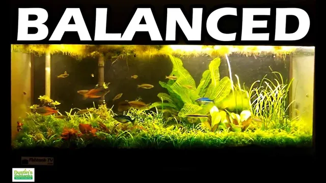 how to make a balanced aquarium