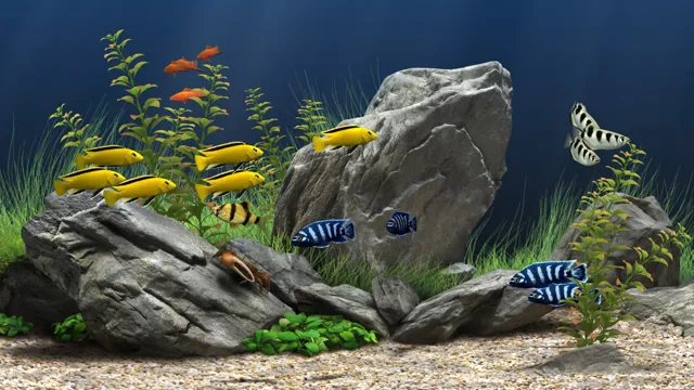 how to make a beautiful freshwater aquarium