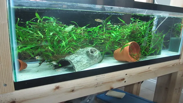 How to Make a Bottom on Aquarium: Step-by-Step Guide for a Thriving Underwater Habitat