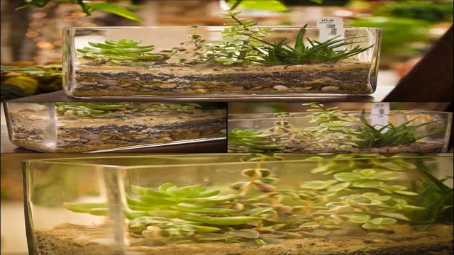 How to Make a Cactus Aquarium: A Step-by-Step Guide for a Stunning Desert Oasis