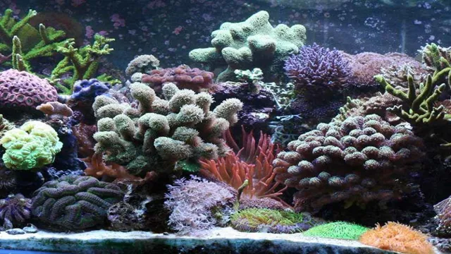 How to Make a Coral Reef Aquarium in a 10 Gallon Tank: A Comprehensive Guide