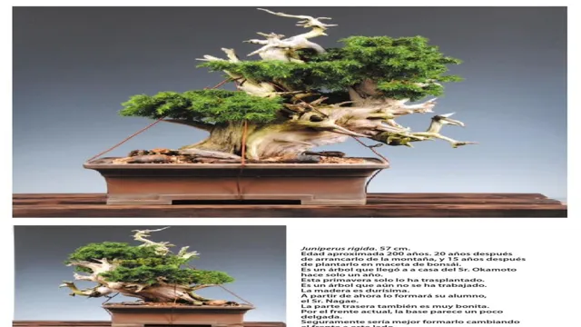 How to Make a Dead Bonsai Aquarium Safe: Tips and Tricks for Reviving Your Bonsai Aquascape