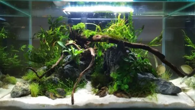 how to make a densely planted aquarium