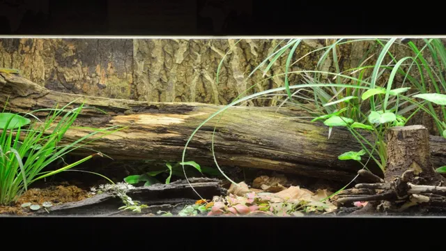 How to Make a Desert Terrarium in an Aquarium: Step-by-Step Guide