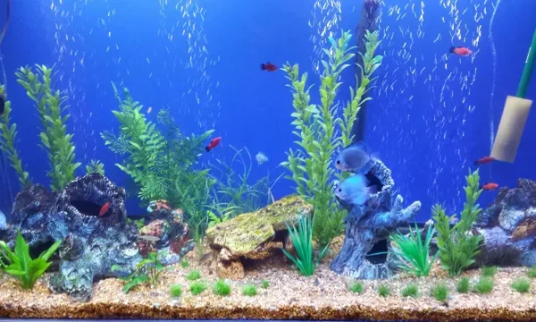 How to Make a Desktop Aquarium: Step-by-Step Guide…