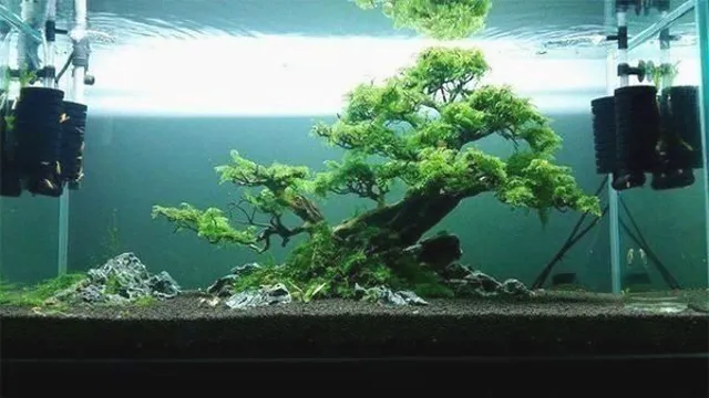 how to make a driftwood tree aquarium