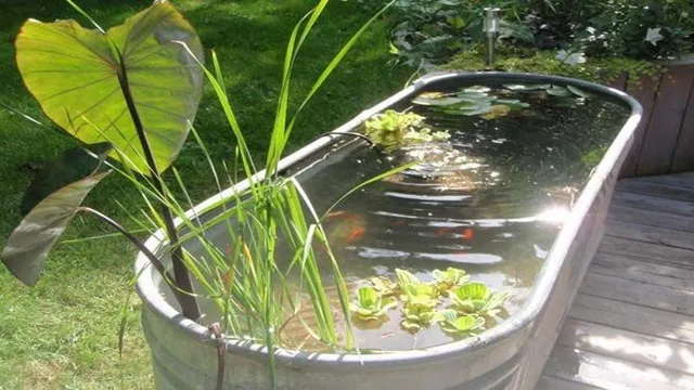 How to Make a Fish Pond Using an Aquarium: A Step-by-Step…