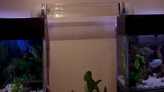 how to make a fish swim through aquarium bridge