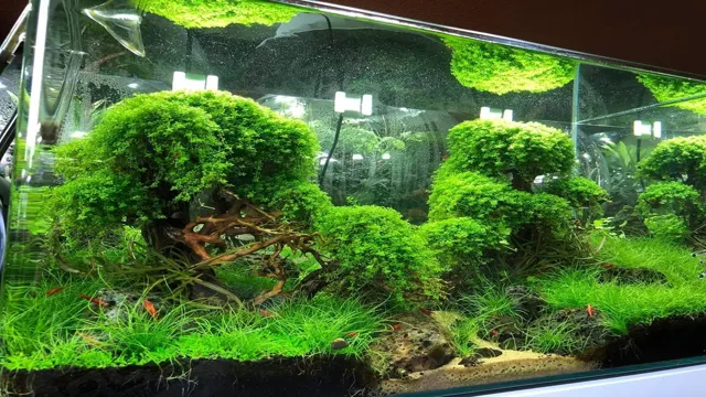 how to make a forest aquarium