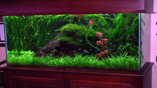 How to Make a Freshwater Aquarium: A Beginner’s Guide to Setting Up a Stunning Tank