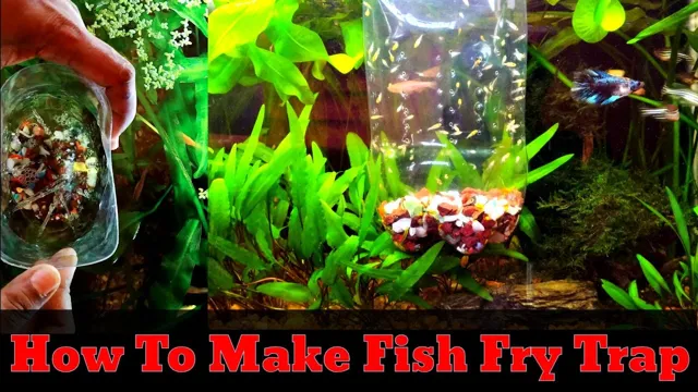 how to make a fry trap for your aquarium