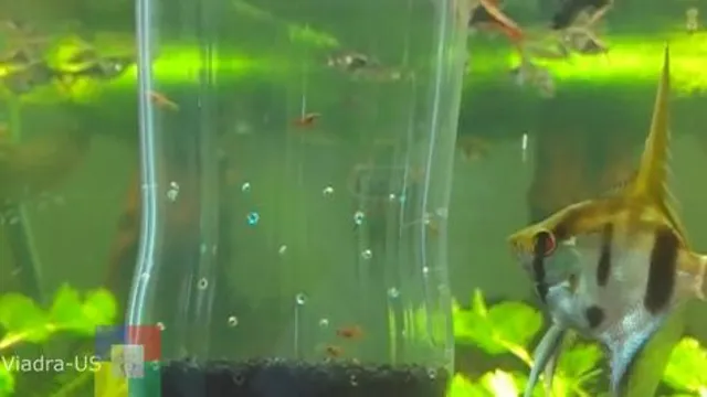 How to Make a Fry Trap for Your Aquarium: A Step-by-Step Guide for Keeping Your Fish Safe and Healthy