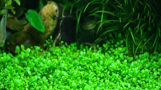 how to make a grass carpet in aquarium