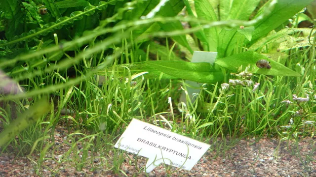 how to make a grass carpet in aquarium