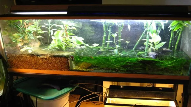 How to Make a Half and Half Aquarium: The Complete Guide for Beginners