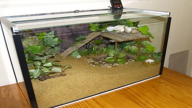 How to Make a Hermit Crab Aquarium: A Step-by-Step Guide for Beginners