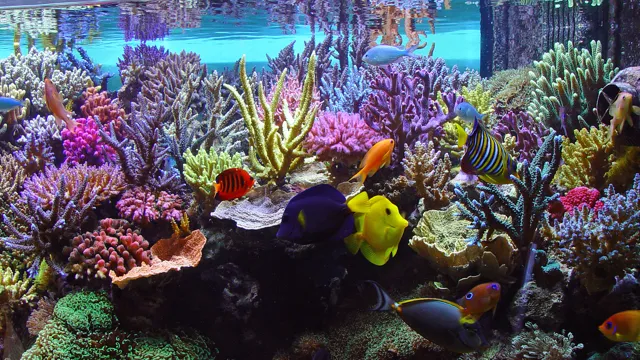 How to Make a Homemade Saltwater Aquarium: A Step-by-Step Guide for Beginners