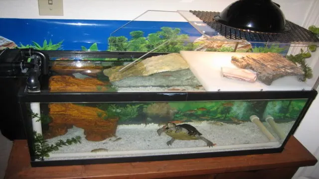 how to make a homemade turtle aquarium