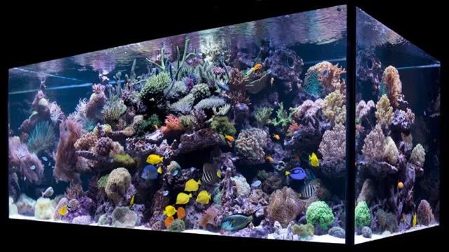how to make a live reef aquarium