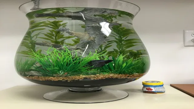 How to Make a Living Aquarium for Betta Fish: A Step-by-Step Guide to Creating a Beautiful Betta Habitat!