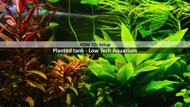 how to make a low tech planted aquarium