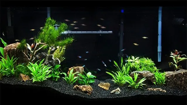 How to Make a Low Tech Planted Aquarium: Tips and Tricks for Beginners.