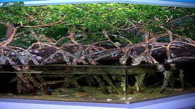 how to make a mangrove aquarium