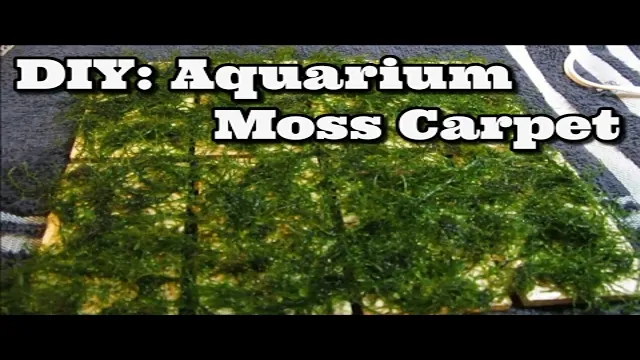 how to make a moss carpet aquarium