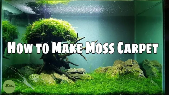 how to make a moss carpet aquarium