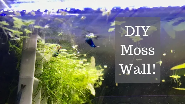 How to Make a Moss Wall for Aquarium: Step-by-Step Guide for a Lush and Green Aquatic Display