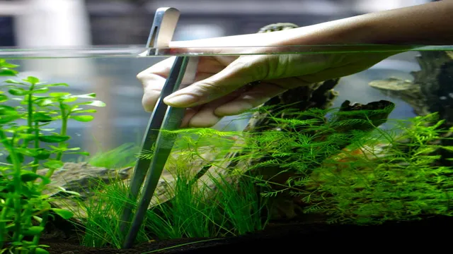 How to Make a No Maintenance Aquarium: Tips and Tricks for a Hassle-Free Setup